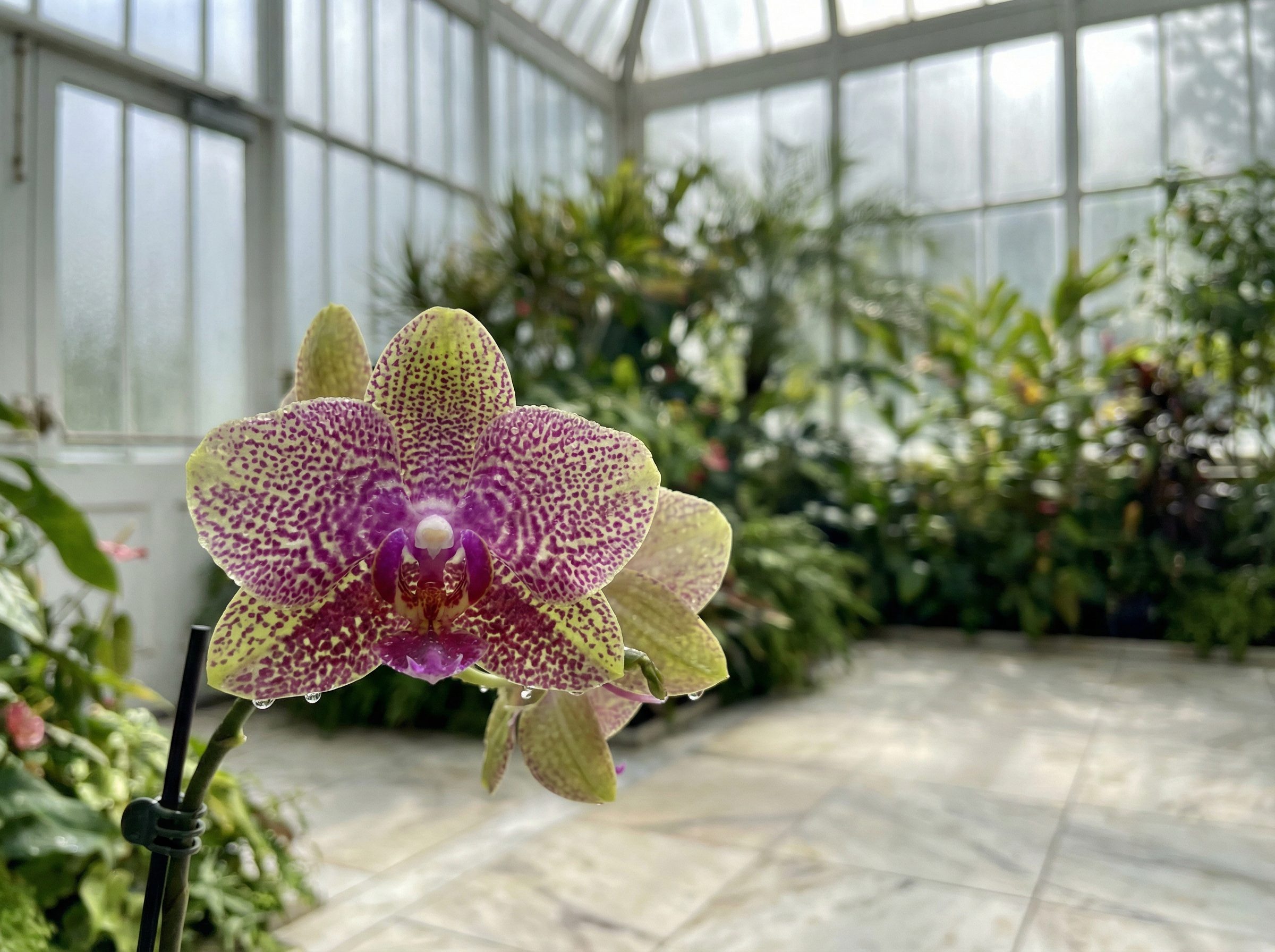 高清3D动漫视频：百年古银杏树秋色全记录